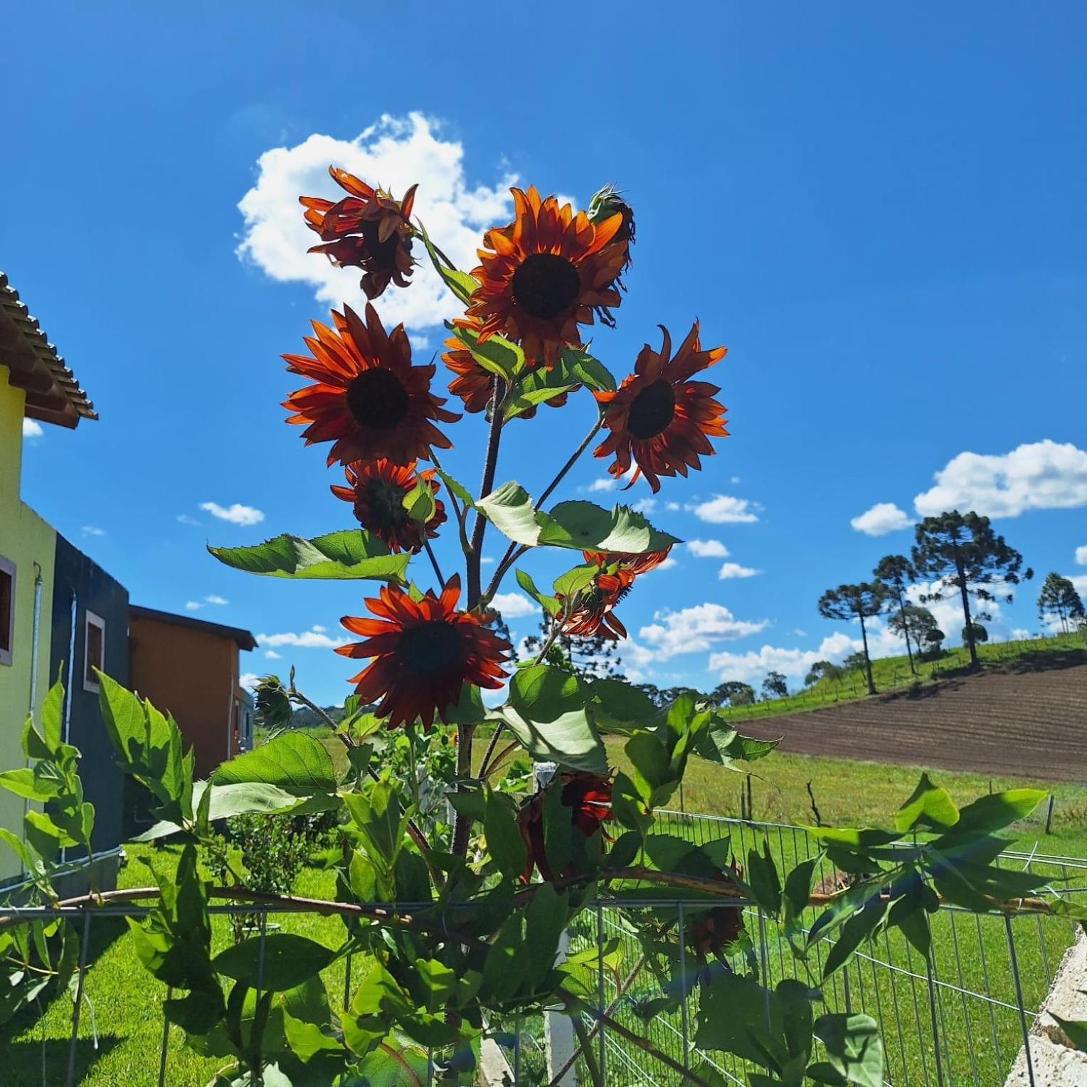 Recanto Dos Passaros Urubici Exterior foto
